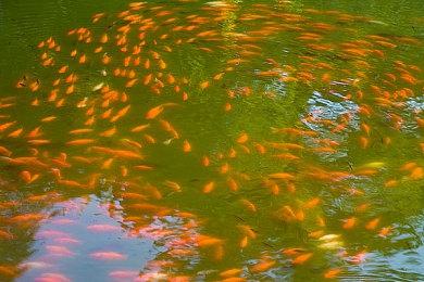 《真女神转生5》恶魔介绍：外道“软泥怪”